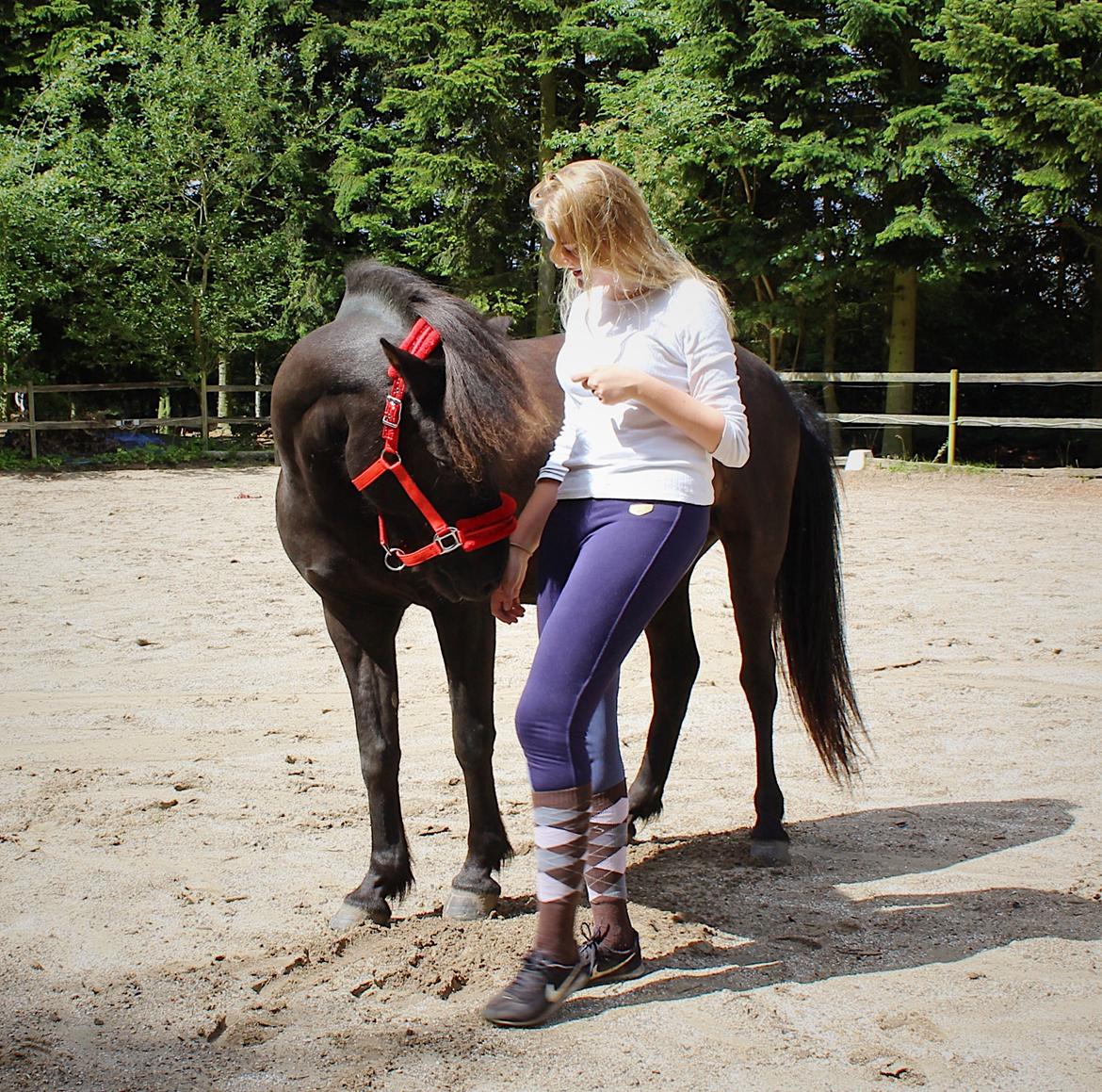 Islænder Godi fra Bakken  billede 18