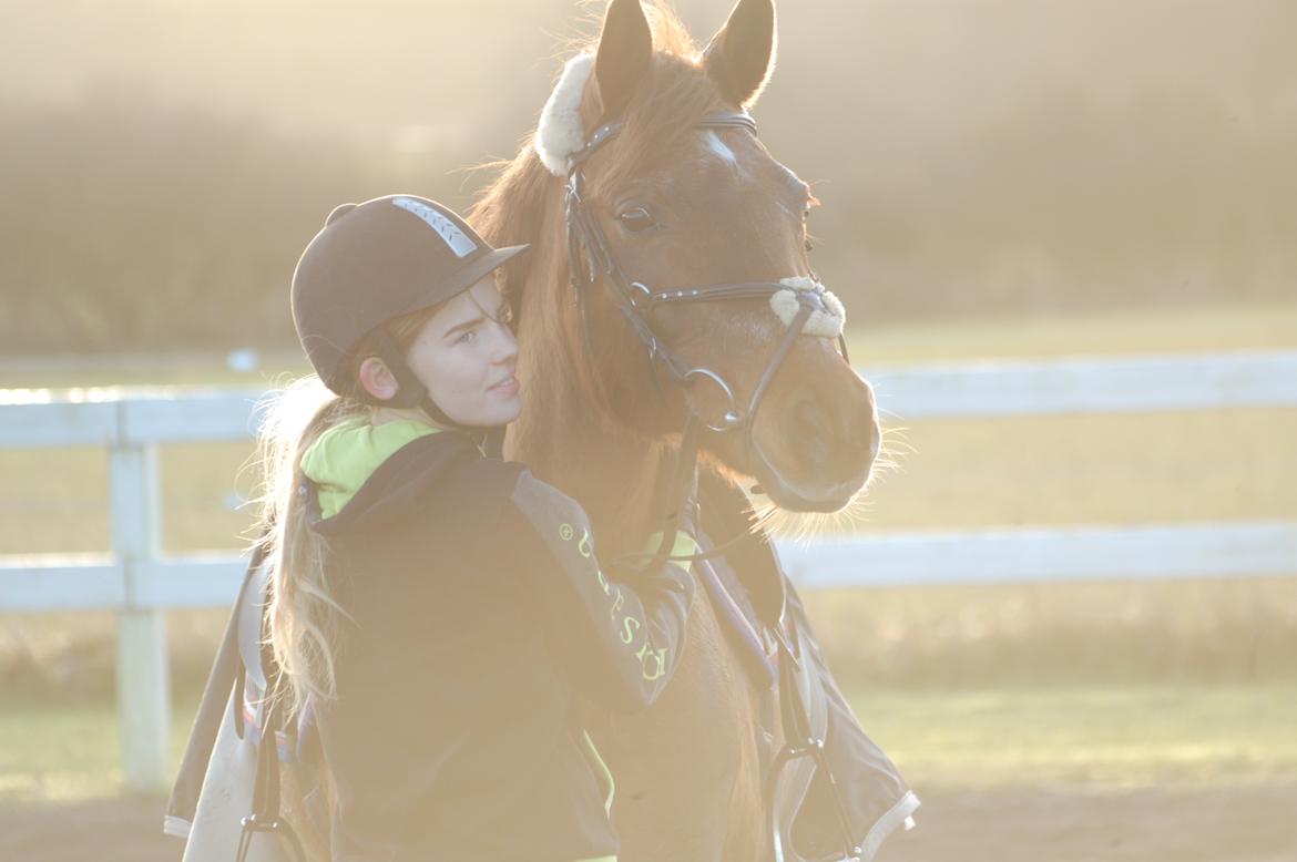 Tysk Sportspony Patricia billede 1