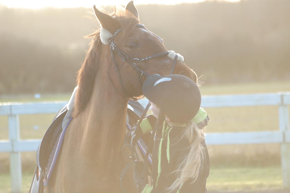 Tysk Sportspony Patricia billede 3