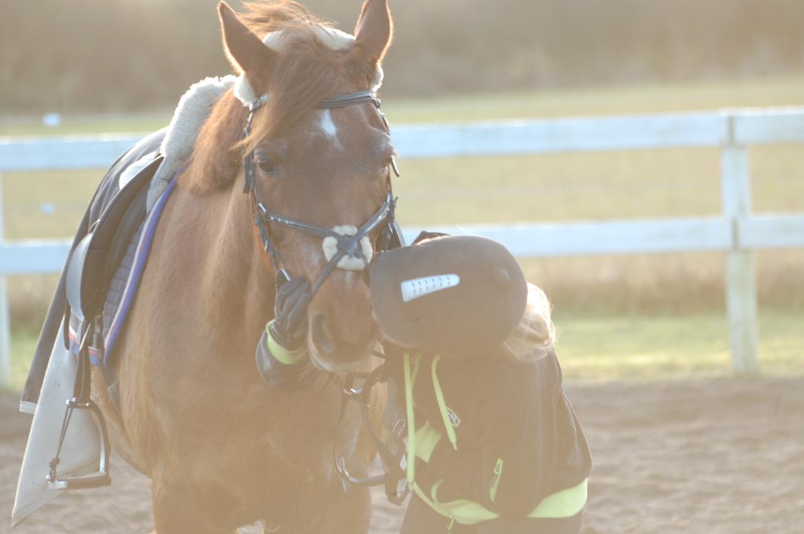 Tysk Sportspony Patricia billede 4