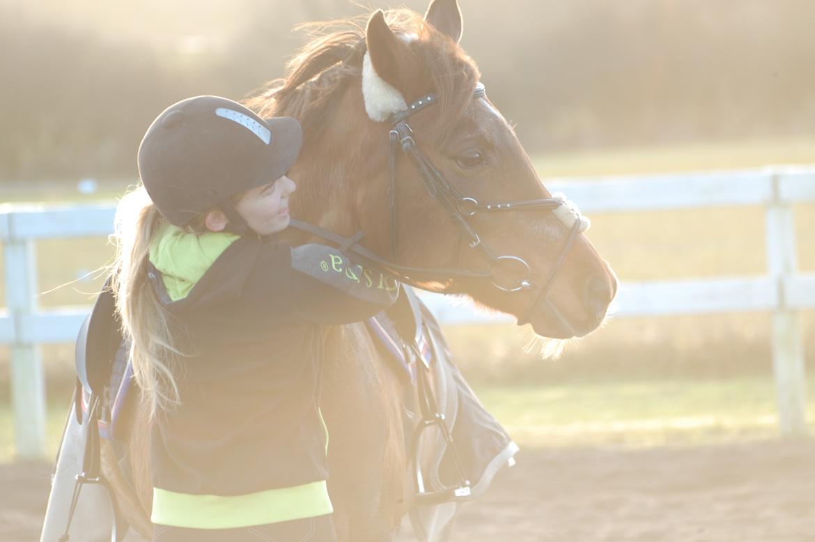 Tysk Sportspony Patricia billede 2