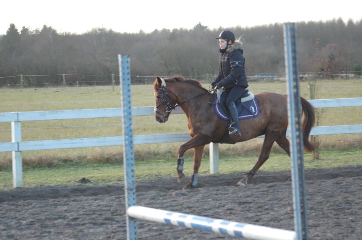 Tysk Sportspony Patricia billede 5