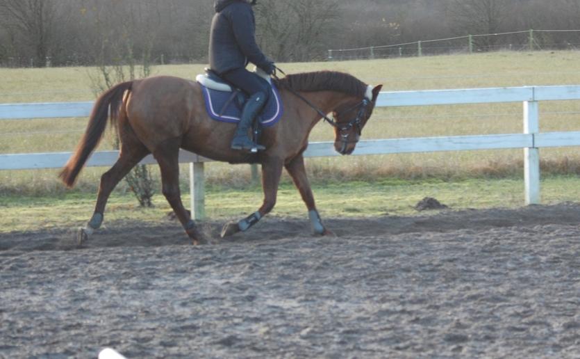 Tysk Sportspony Patricia billede 7