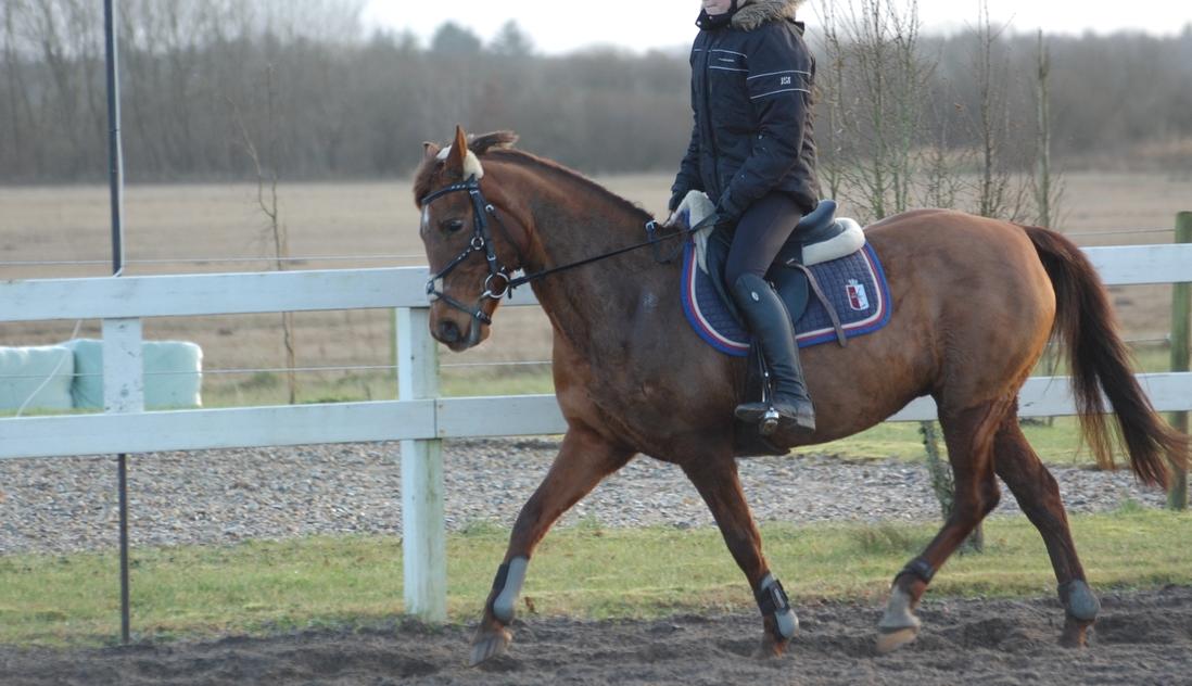 Tysk Sportspony Patricia billede 8