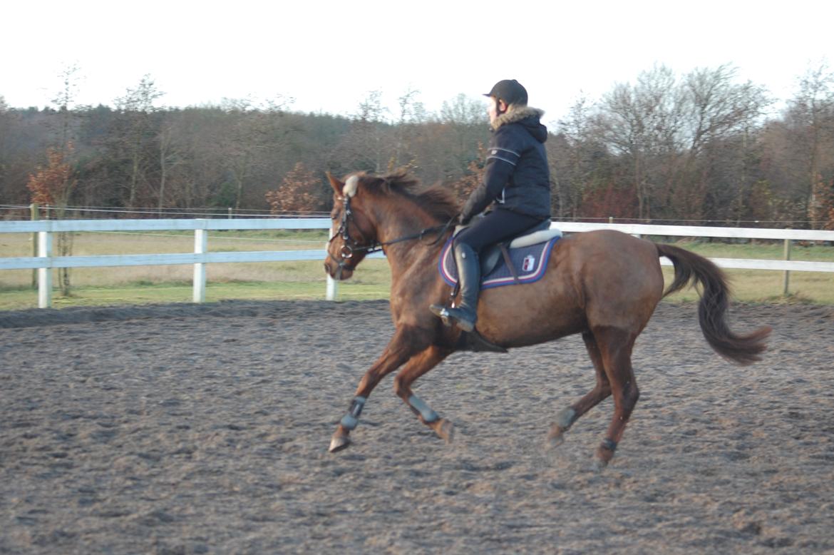 Tysk Sportspony Patricia billede 6