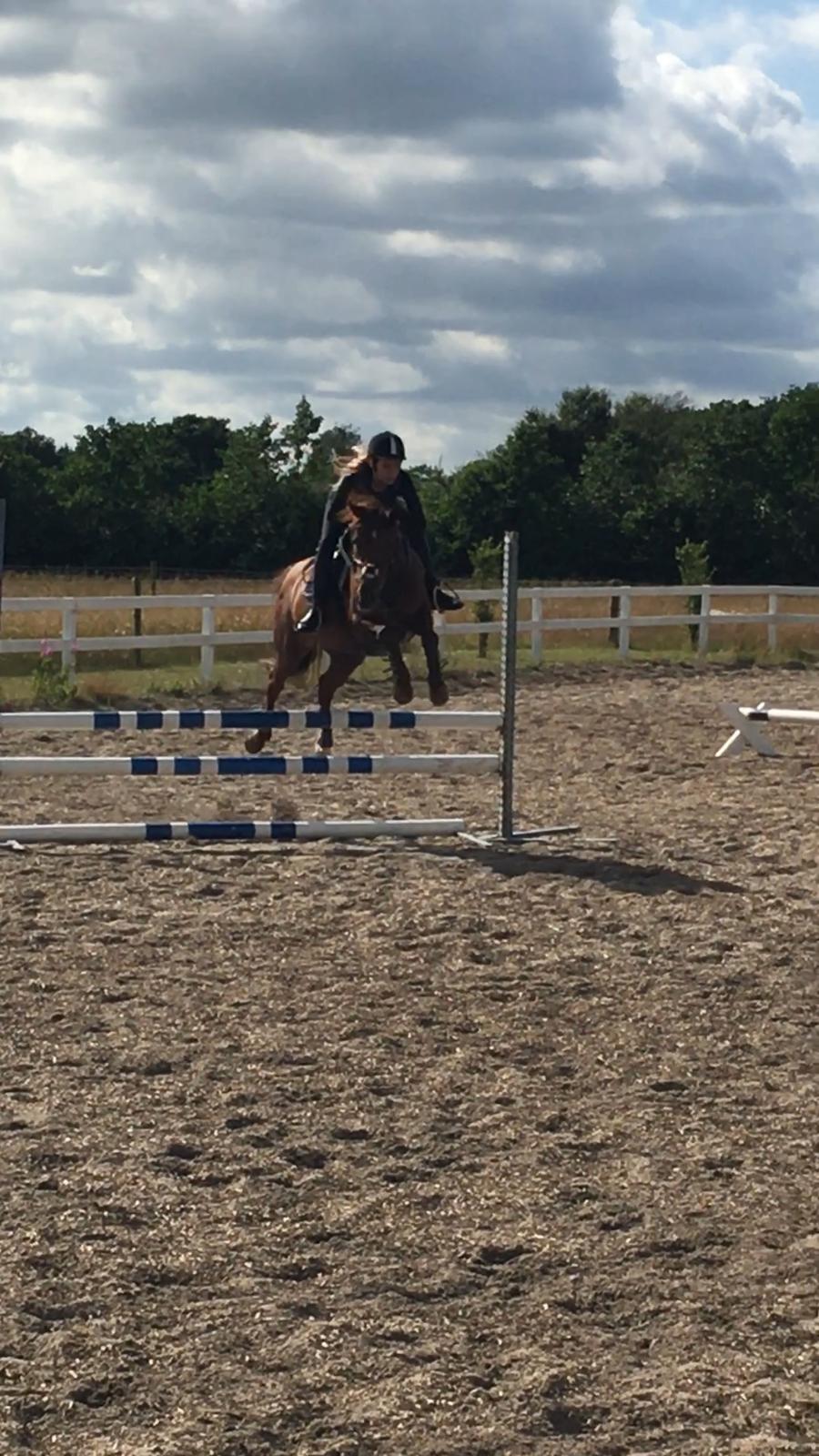 Tysk Sportspony Patricia billede 9