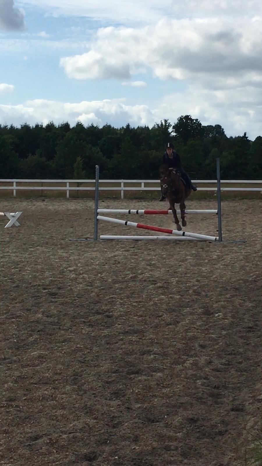 Tysk Sportspony Patricia billede 11