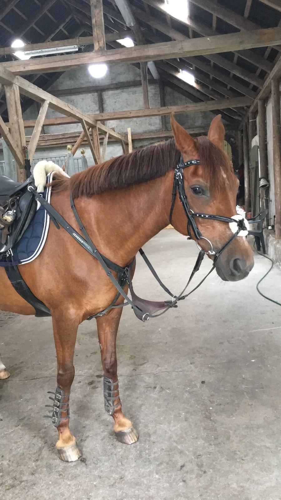 Tysk Sportspony Patricia billede 12