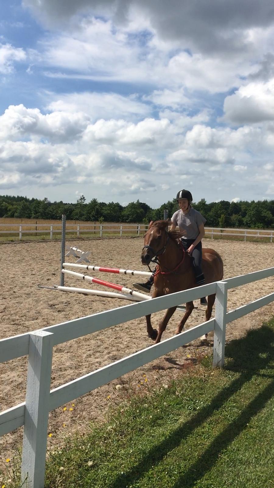 Tysk Sportspony Patricia billede 13