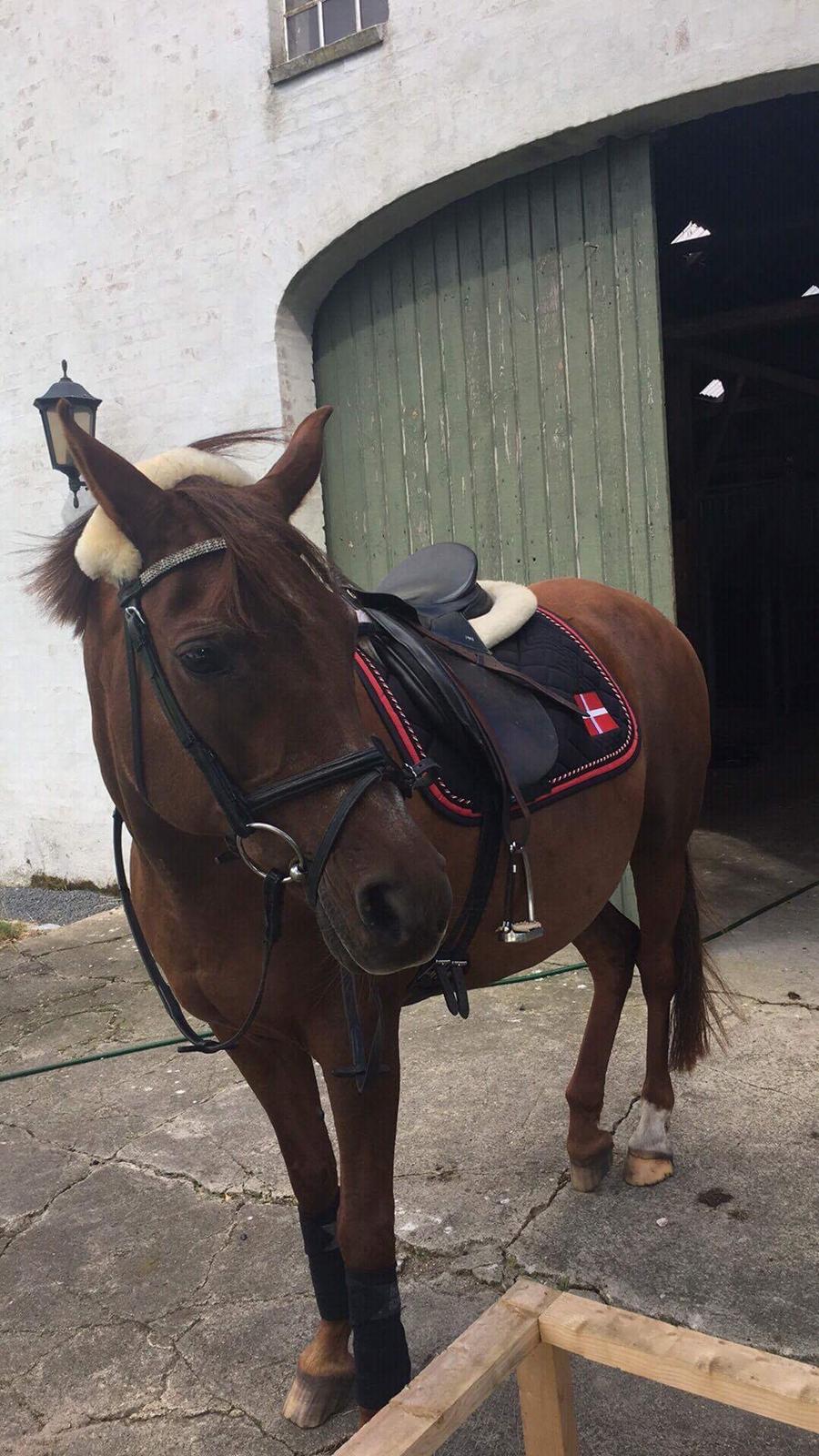 Tysk Sportspony Patricia billede 14