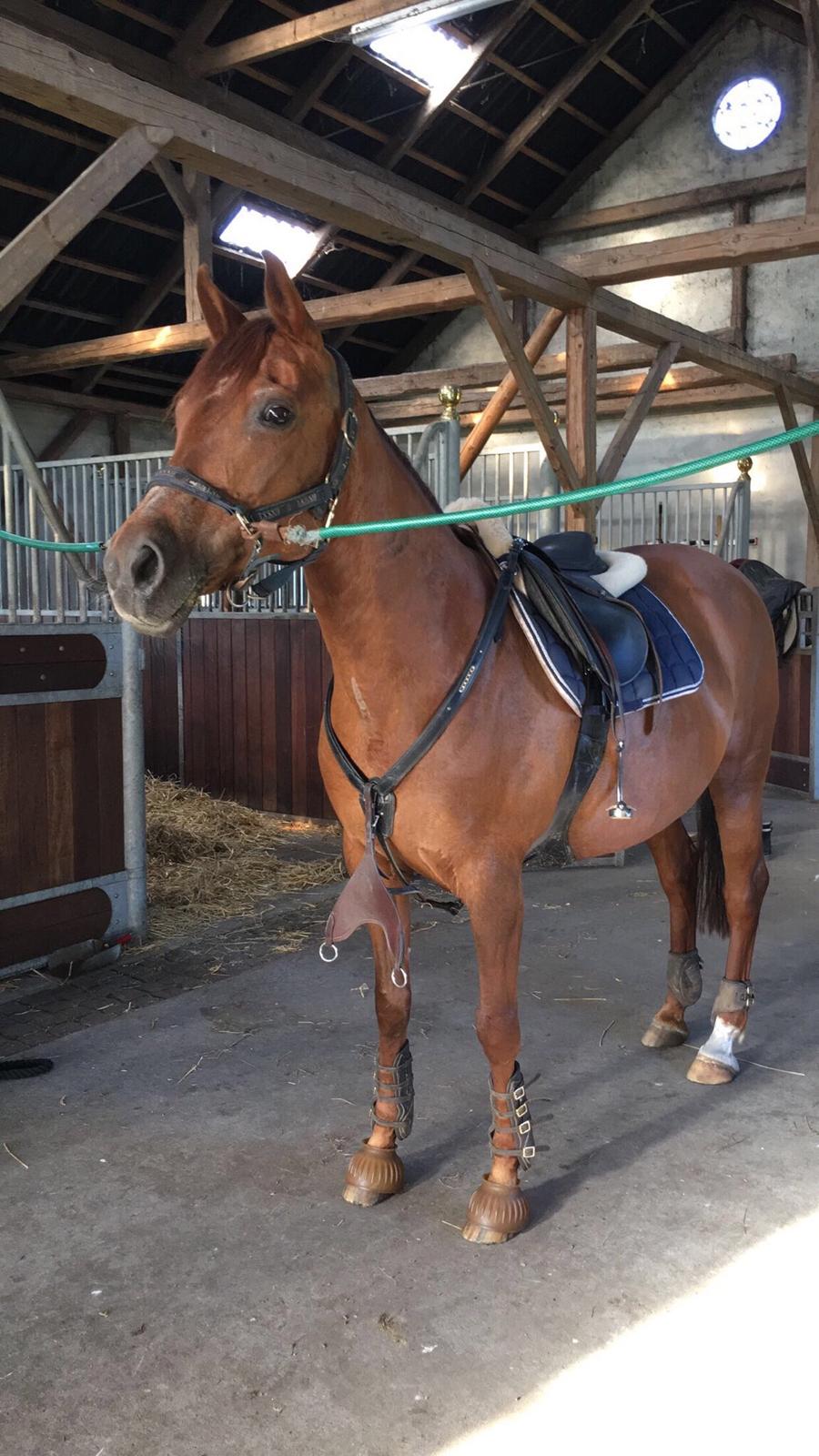 Tysk Sportspony Patricia billede 15