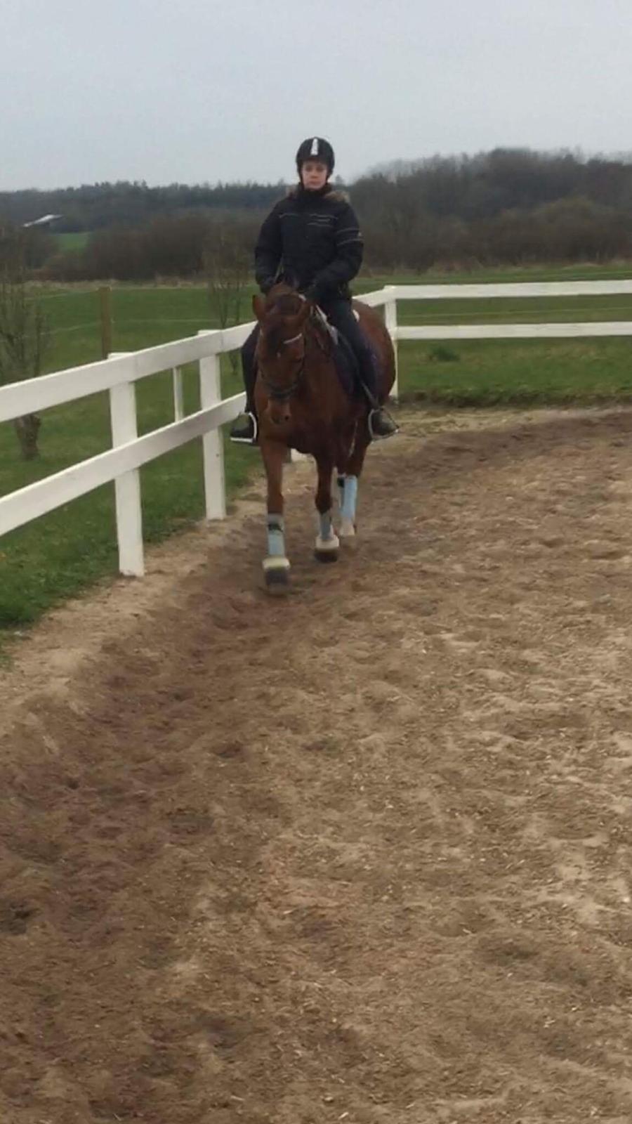 Tysk Sportspony Patricia billede 16