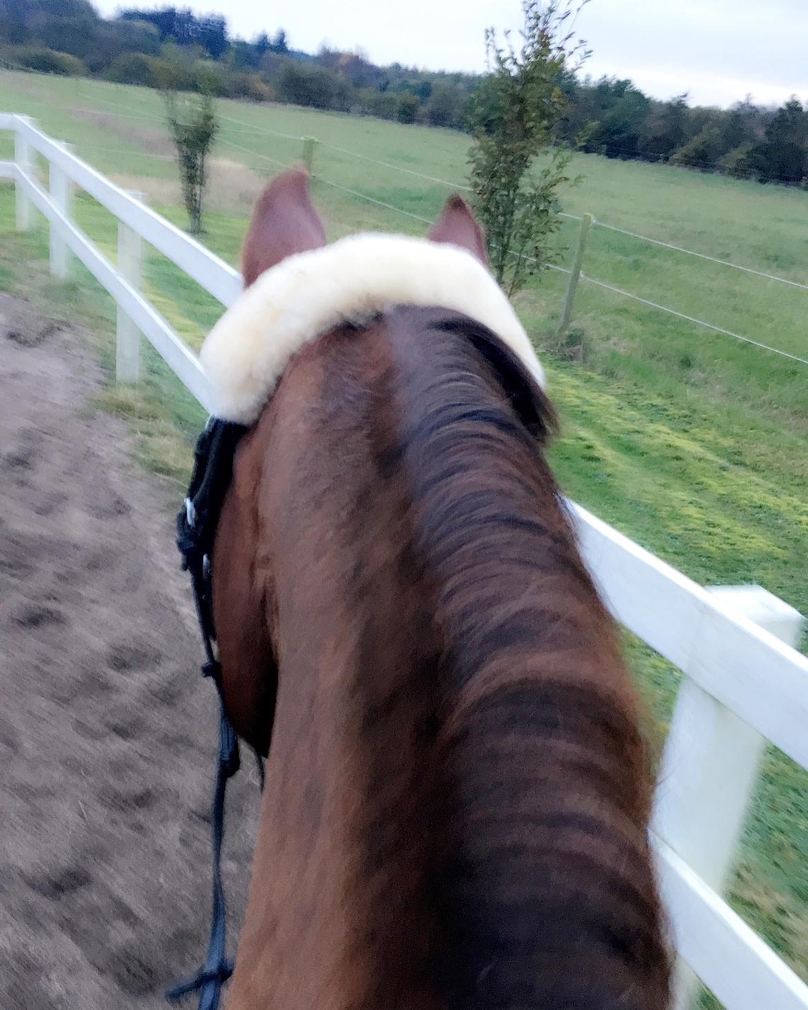 Tysk Sportspony Patricia billede 17