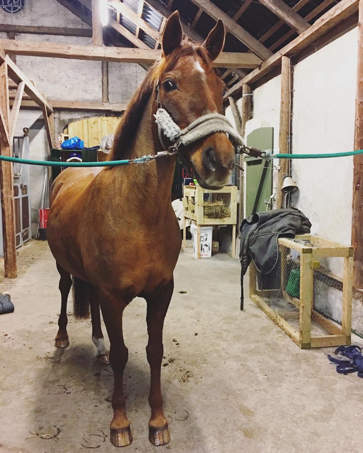 Tysk Sportspony Patricia billede 18