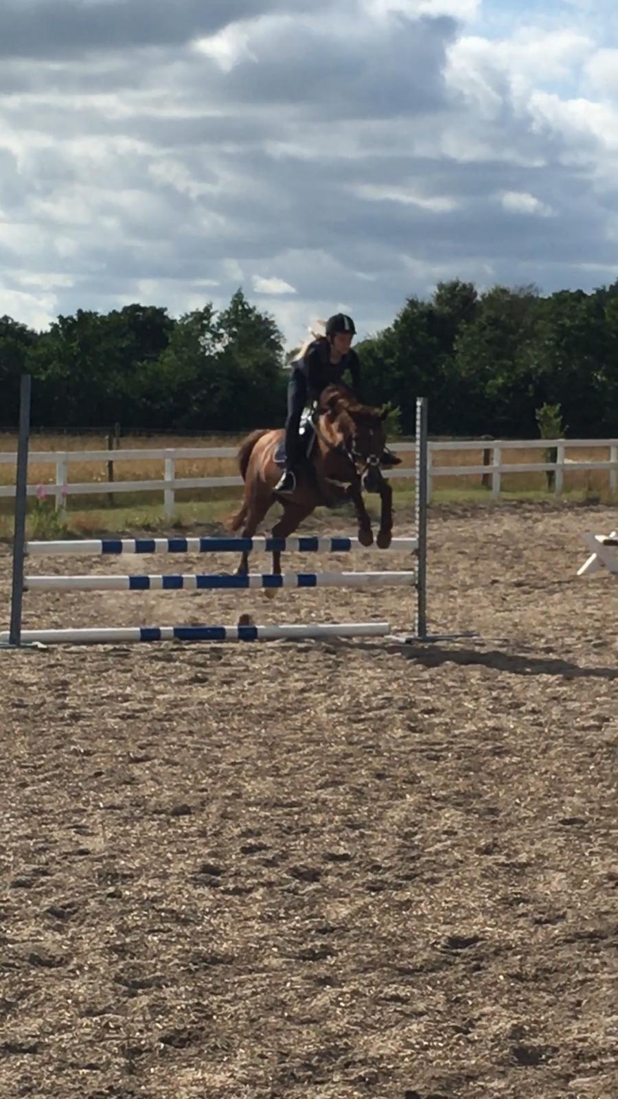 Tysk Sportspony Patricia billede 10