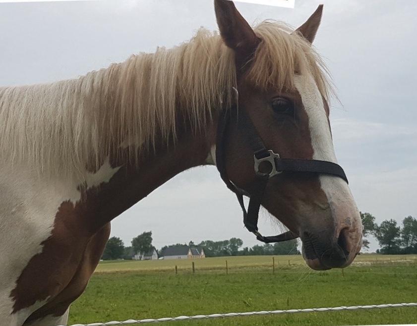Anden særlig race Maja billede 1