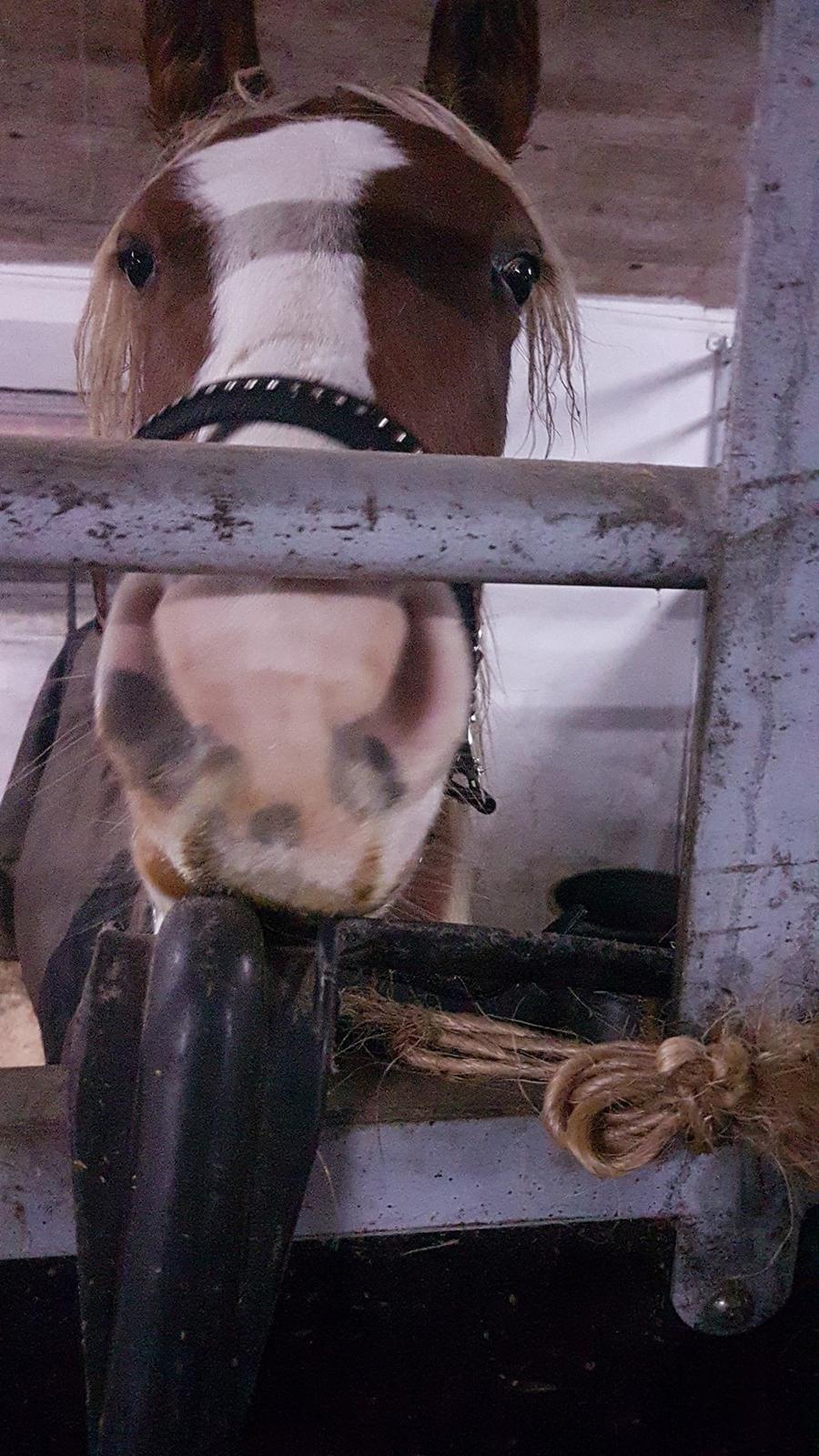 Anden særlig race Maja billede 2