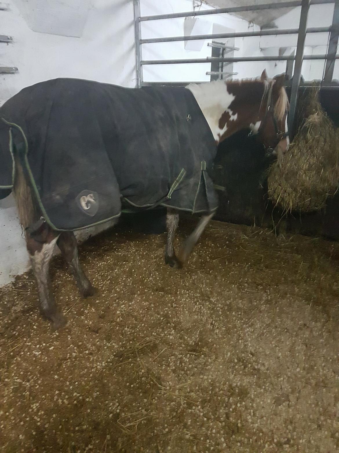 Anden særlig race Maja billede 3