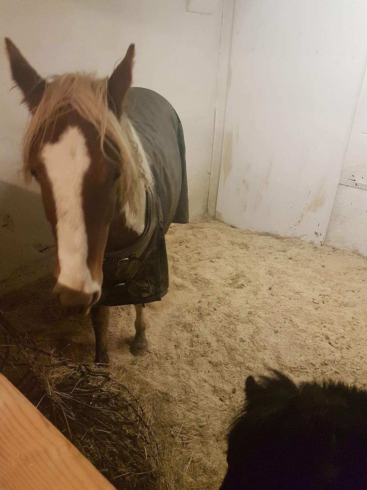 Anden særlig race Maja billede 4