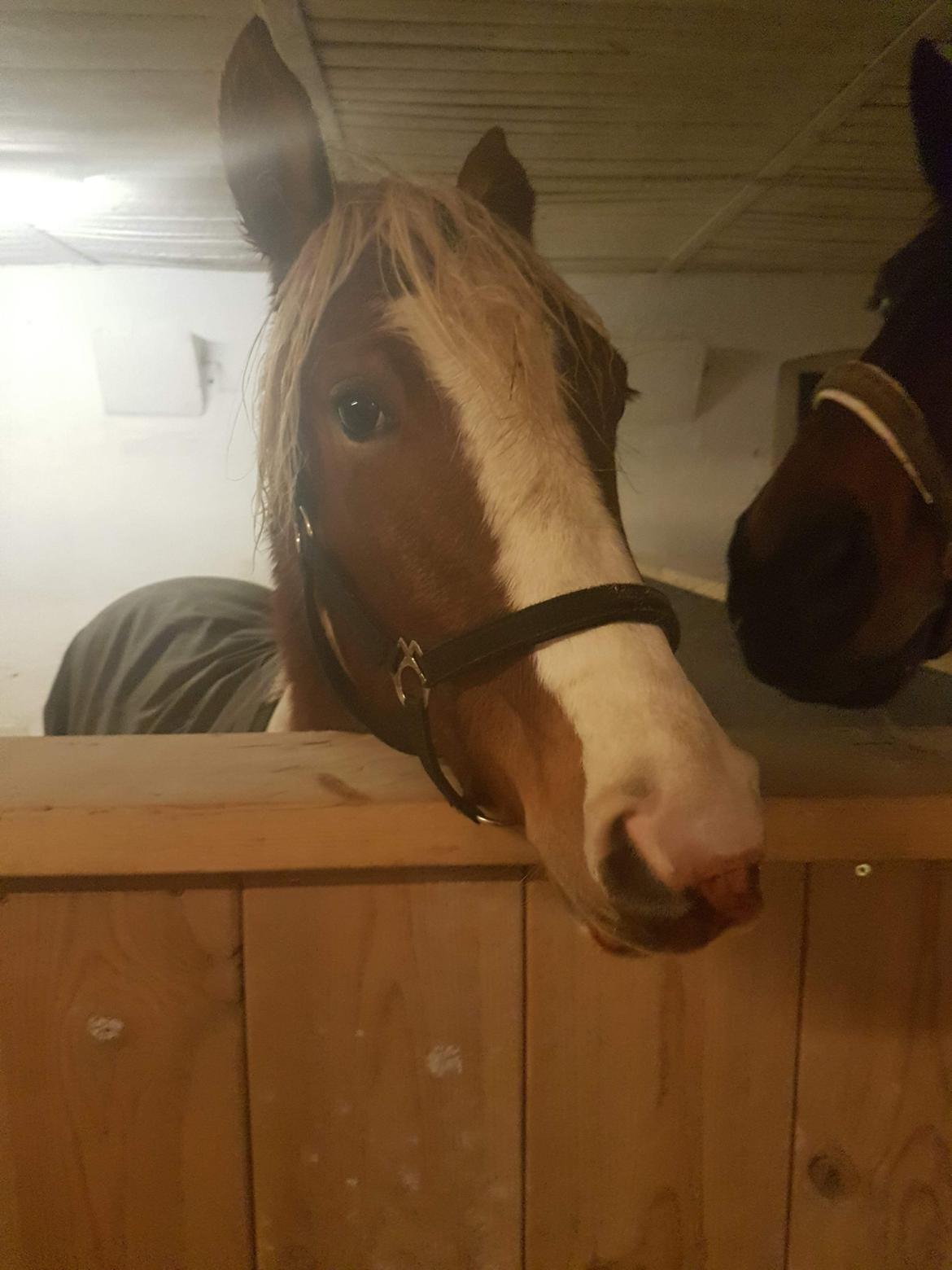 Anden særlig race Maja billede 5