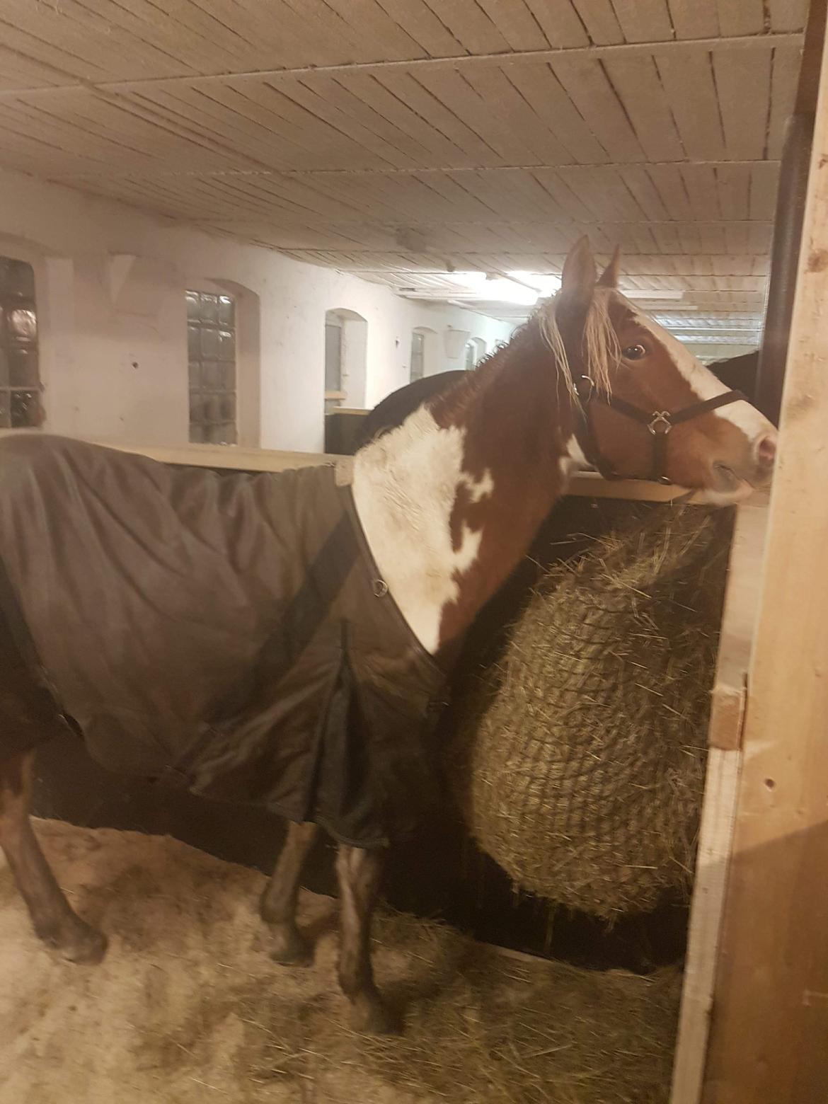 Anden særlig race Maja billede 6