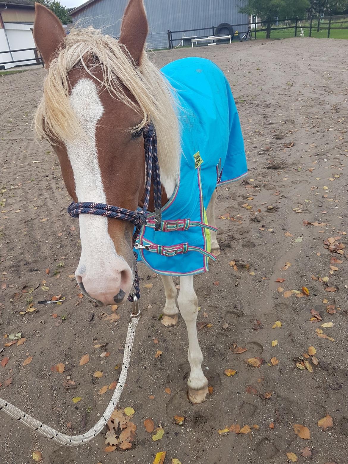 Anden særlig race Maja billede 7