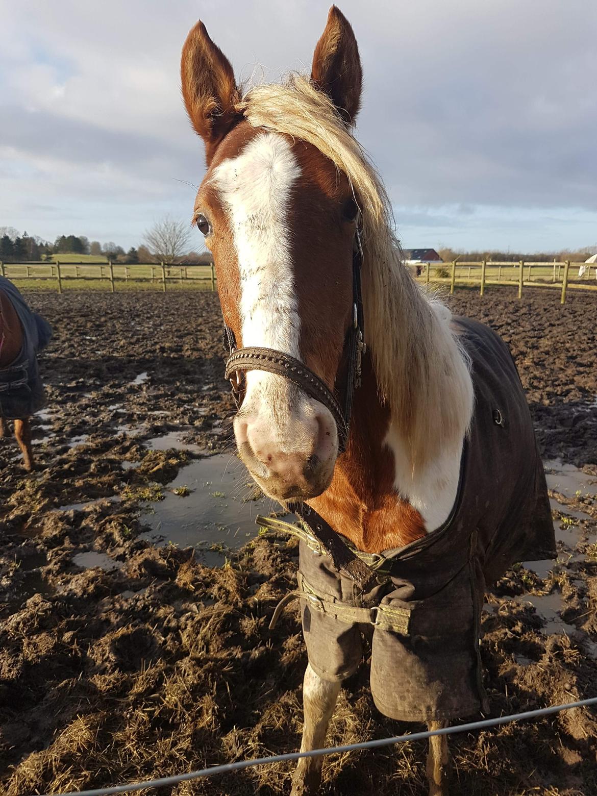 Anden særlig race Maja billede 8