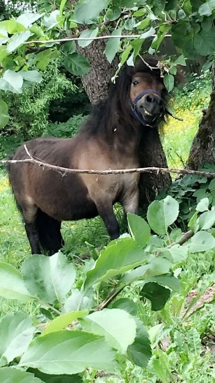 Shetlænder Bøgegaardens Bibbi billede 2