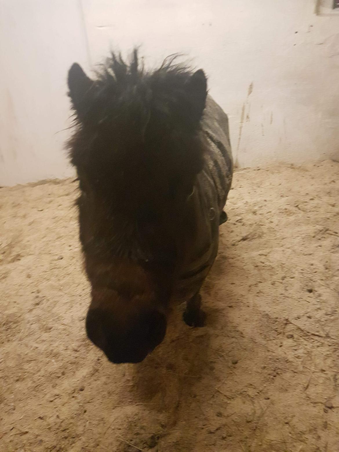 Shetlænder Bøgegaardens Bibbi billede 1