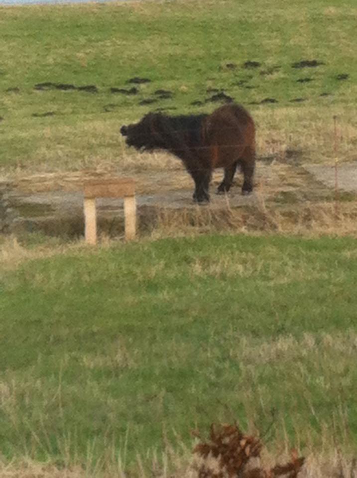 Shetlænder Bøgegaardens Bibbi billede 3