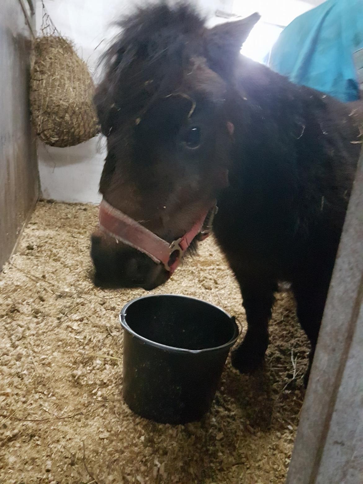 Shetlænder Bøgegaardens Bibbi billede 4