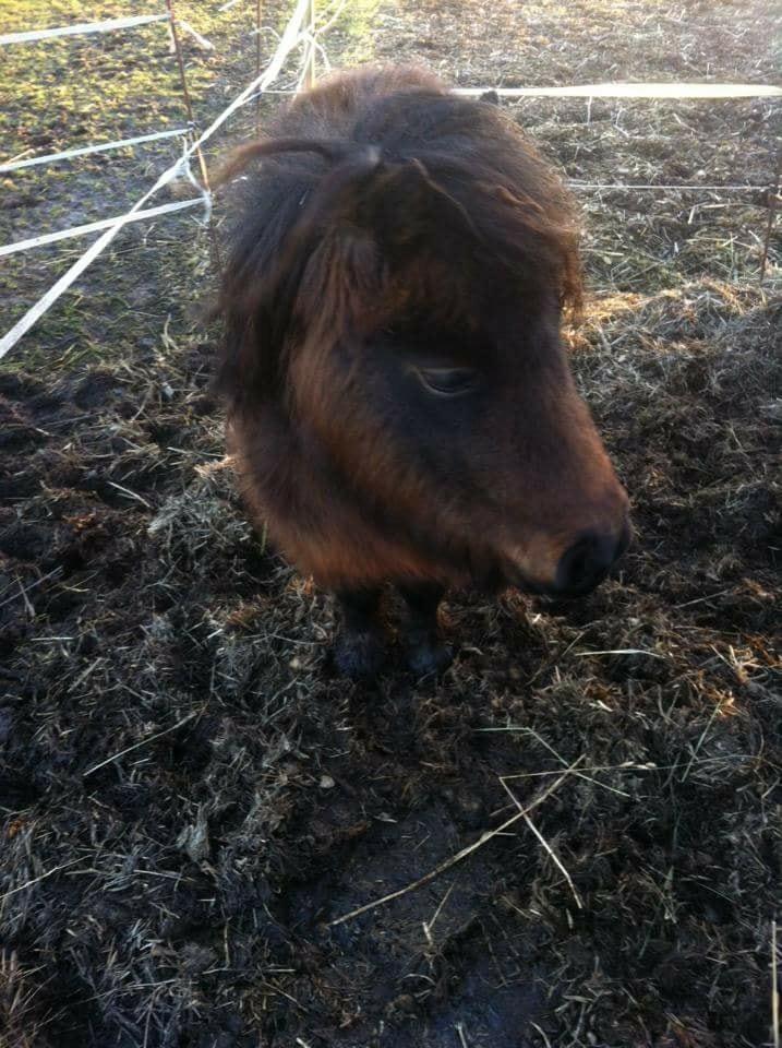 Shetlænder Bøgegaardens Bibbi billede 5