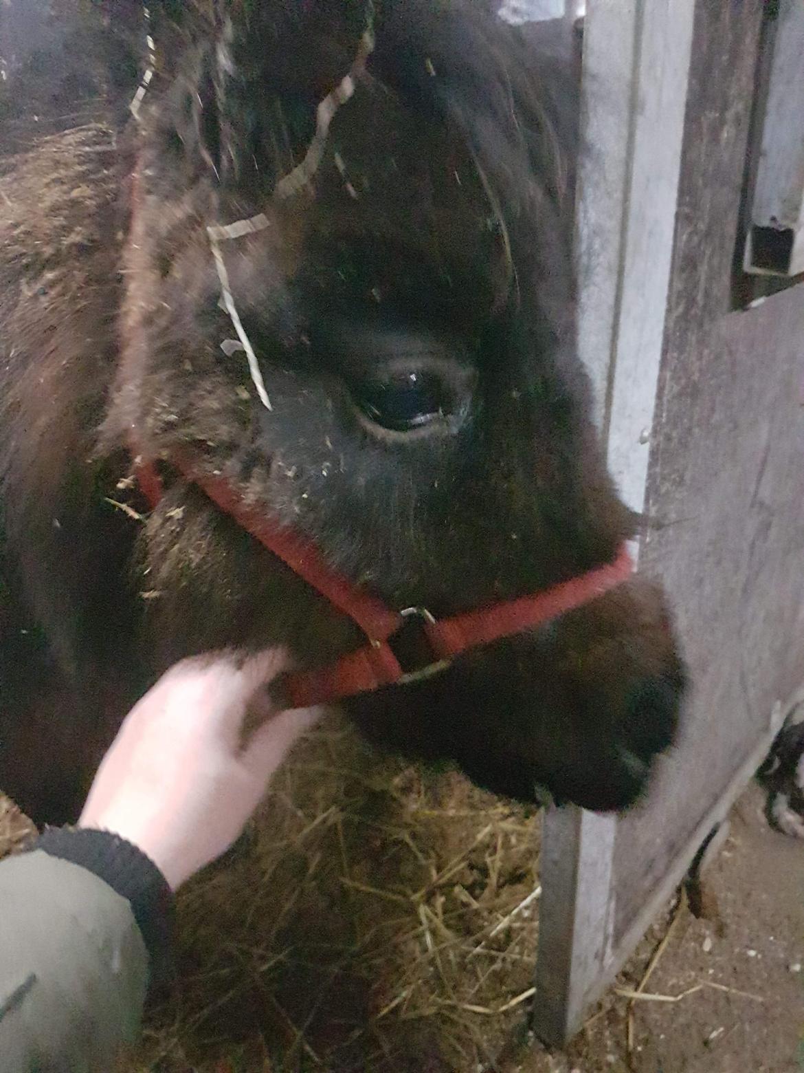 Shetlænder Bøgegaardens Bibbi billede 6