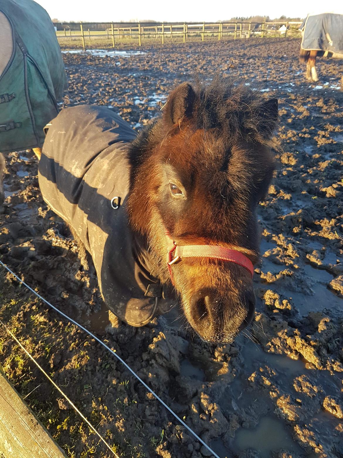 Shetlænder Bøgegaardens Bibbi billede 7