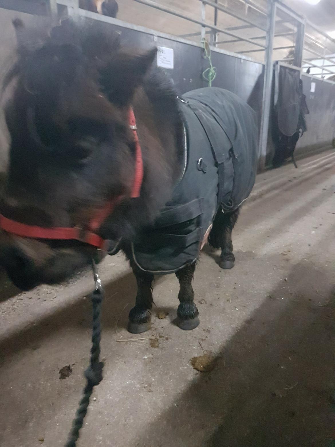 Shetlænder Bøgegaardens Bibbi billede 9