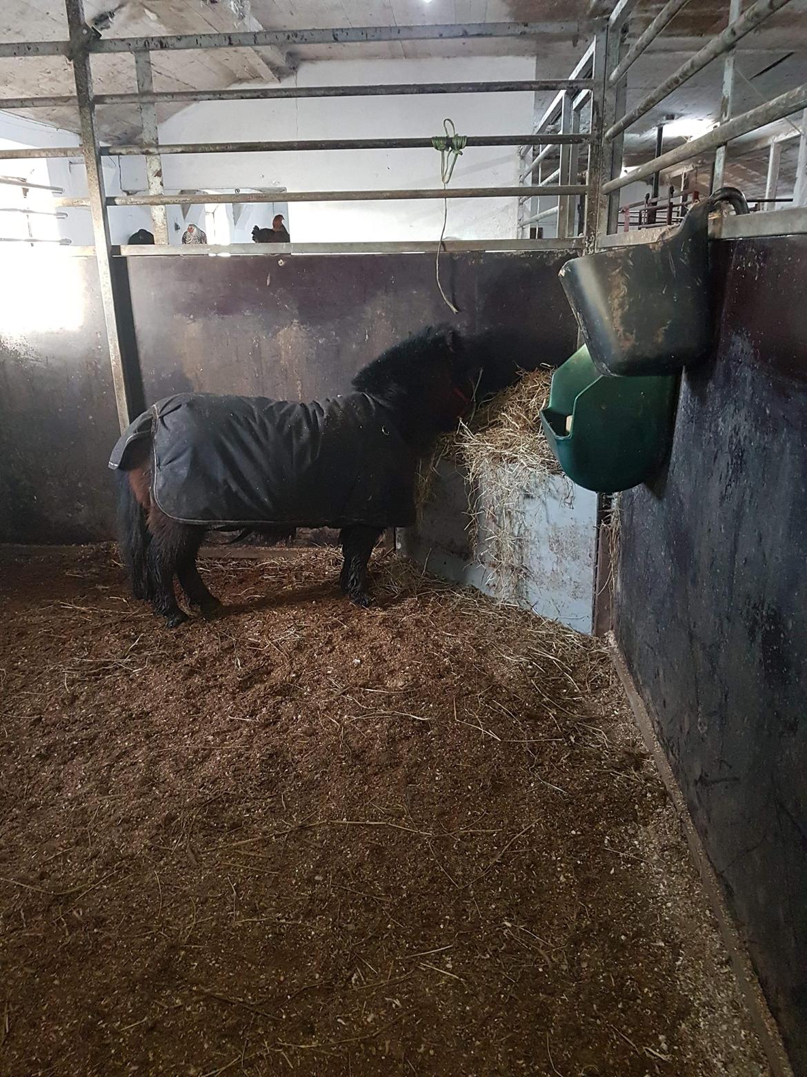 Shetlænder Bøgegaardens Bibbi billede 8