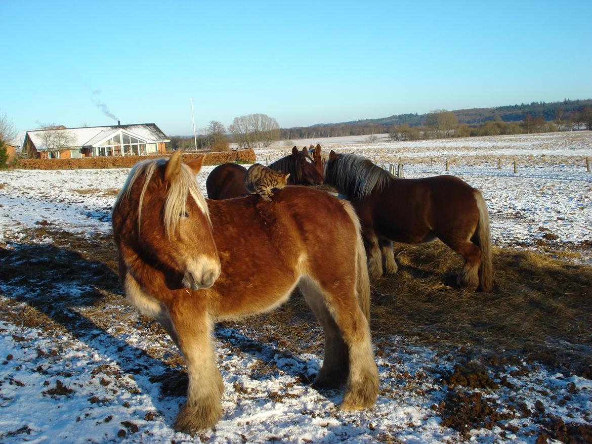Jyde Valeri Tindbæklund billede 4