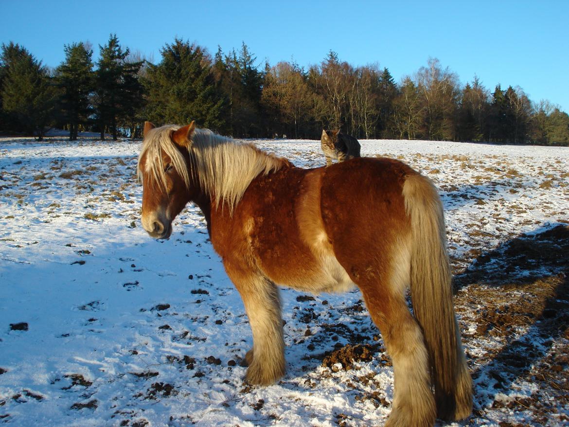 Jyde Valeri Tindbæklund billede 5