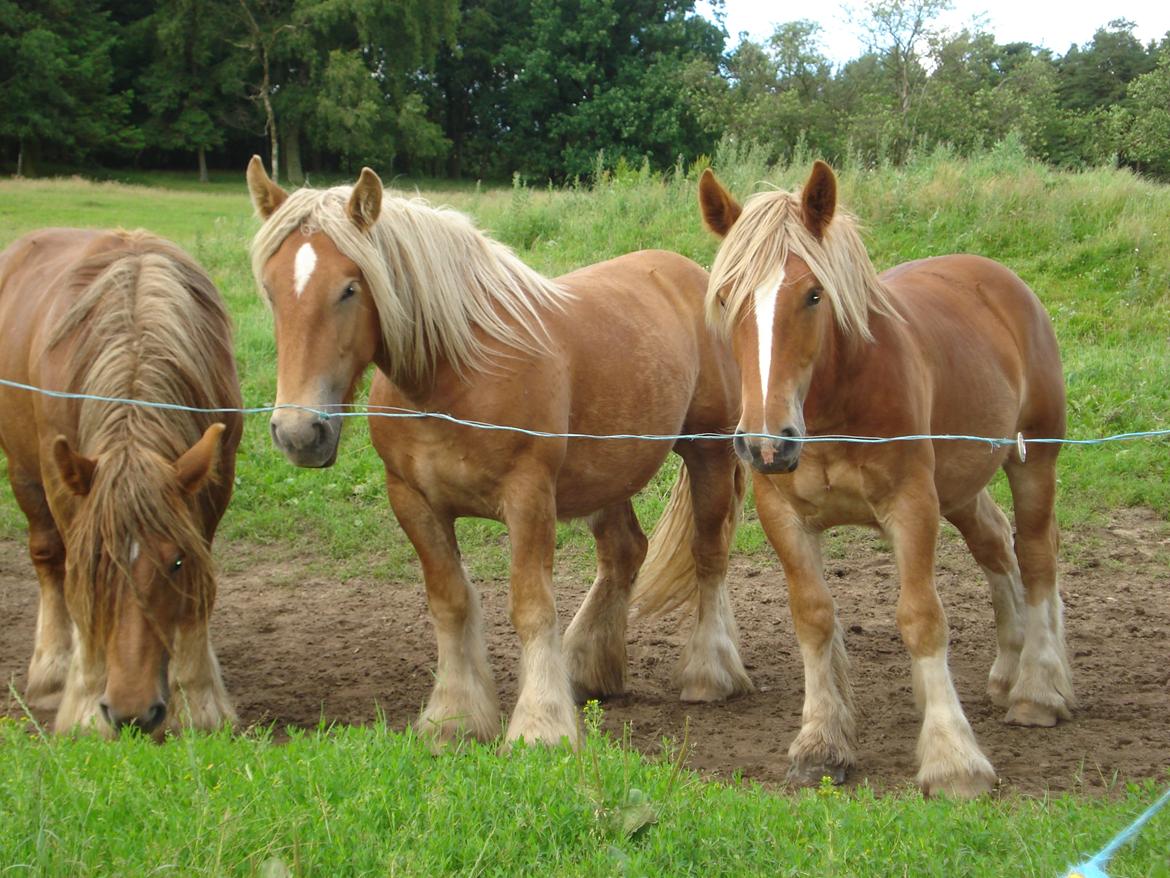 Jyde Valeri Tindbæklund billede 6