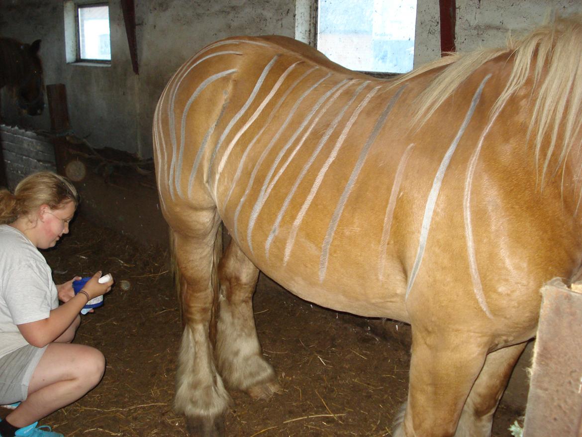 Jyde Valeri Tindbæklund billede 7