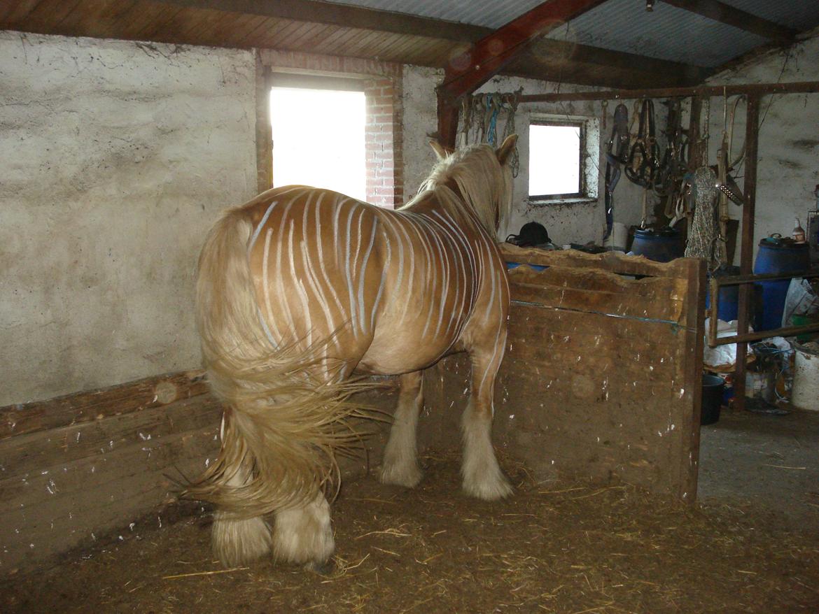 Jyde Valeri Tindbæklund billede 8