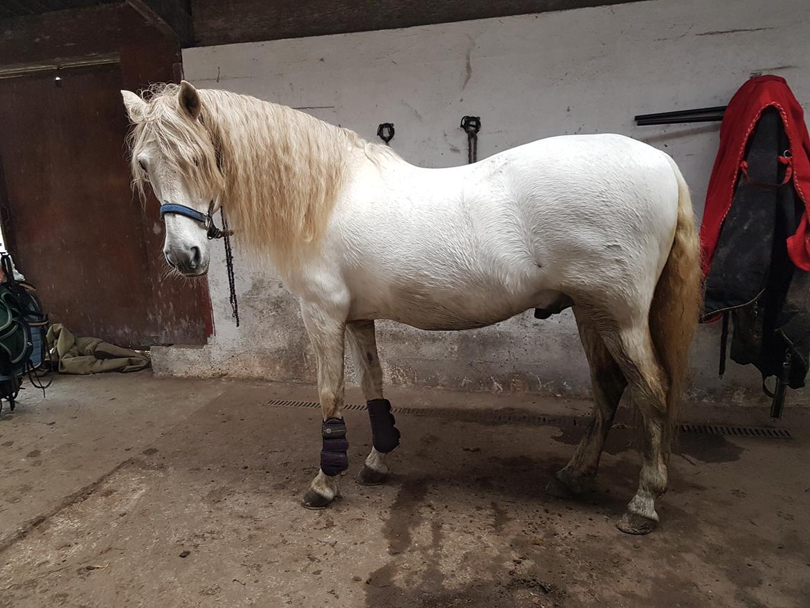 Pura Raza Española Brioso LXVII  billede 8