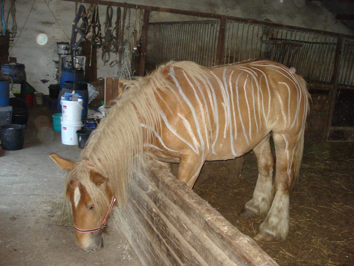 Jyde Valeri Tindbæklund billede 9