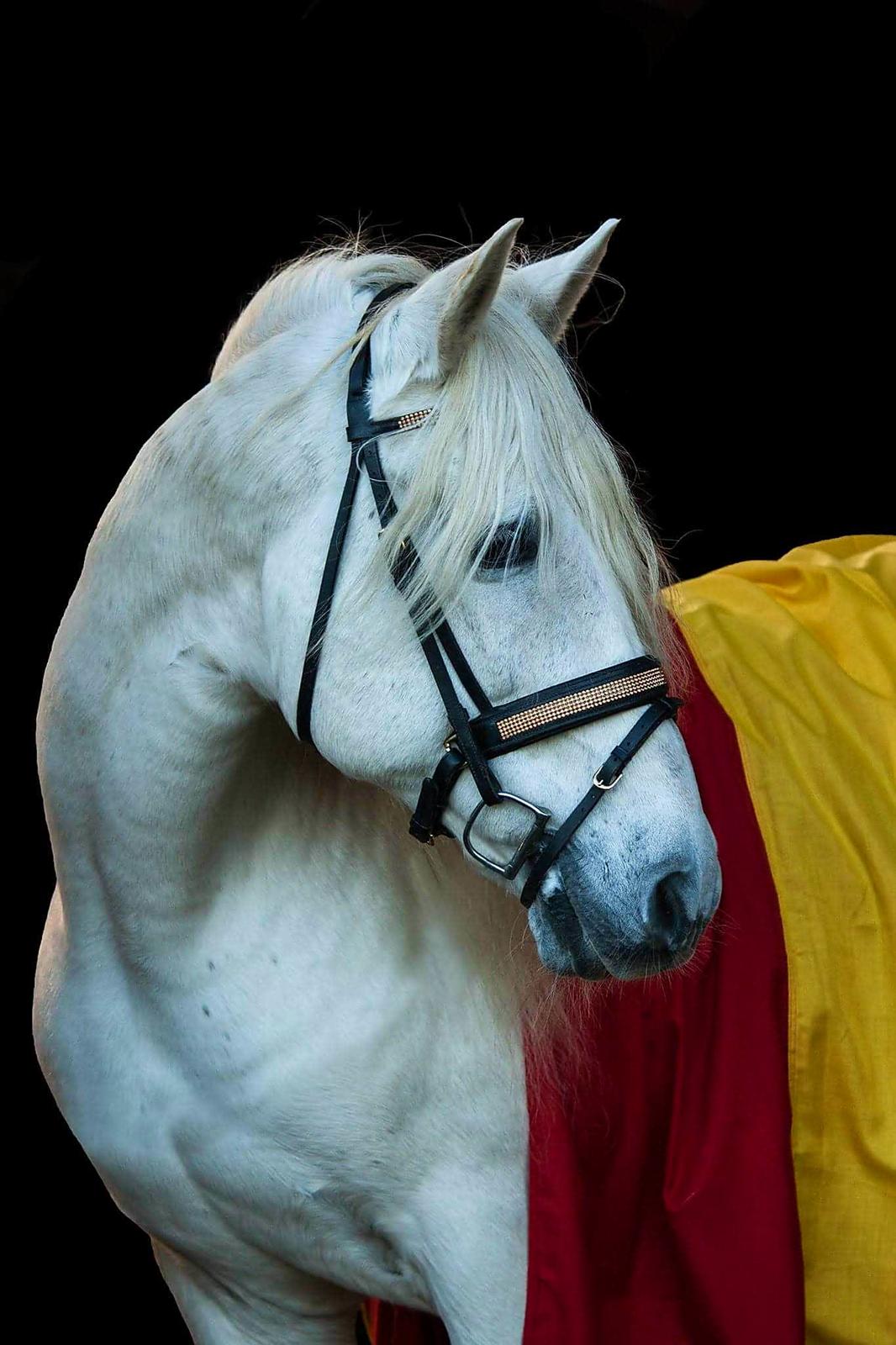 Pura Raza Española Brioso LXVII  billede 2