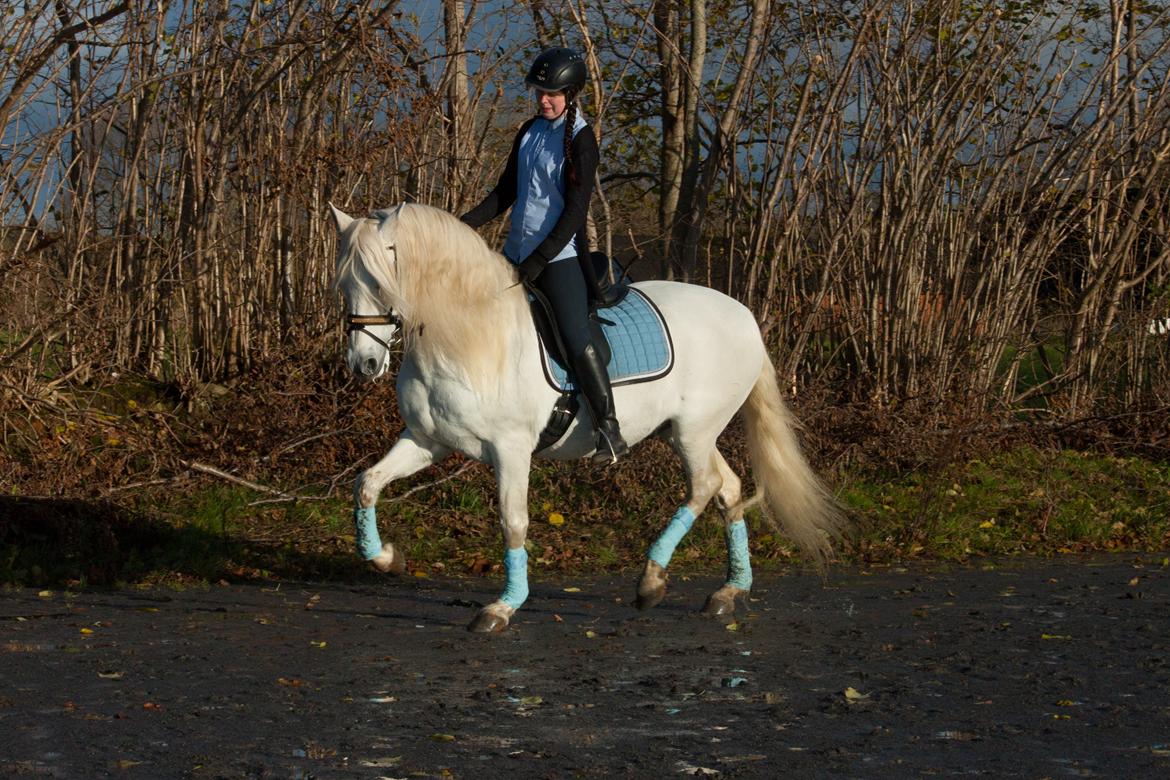 Pura Raza Española Brioso LXVII  billede 4
