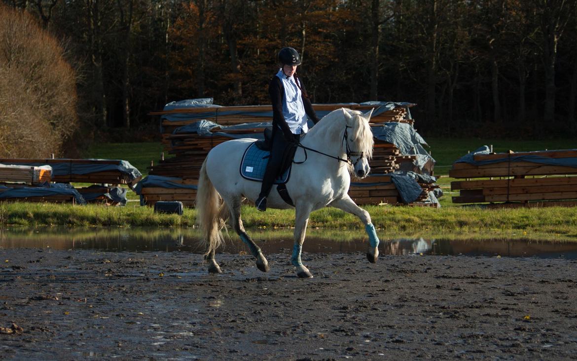 Pura Raza Española Brioso LXVII  billede 5