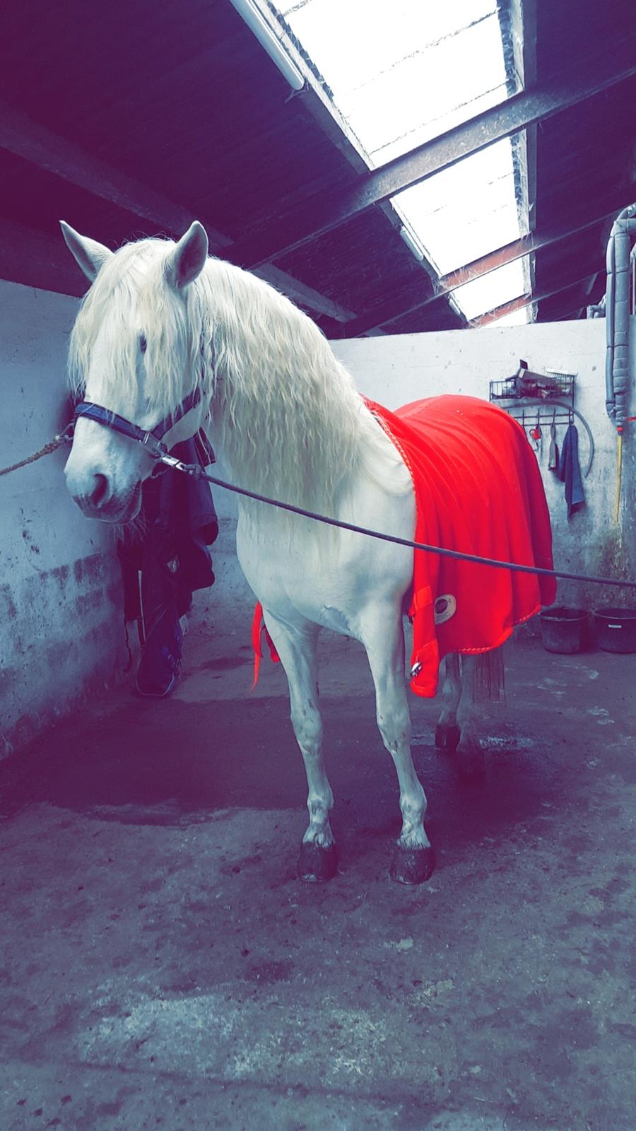 Pura Raza Española Brioso LXVII  billede 6