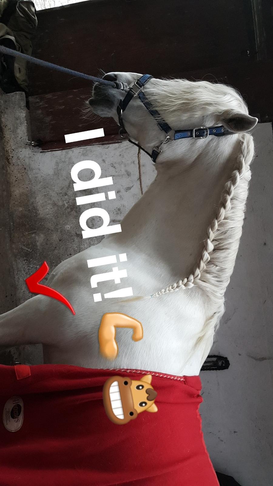 Pura Raza Española Brioso LXVII  billede 7