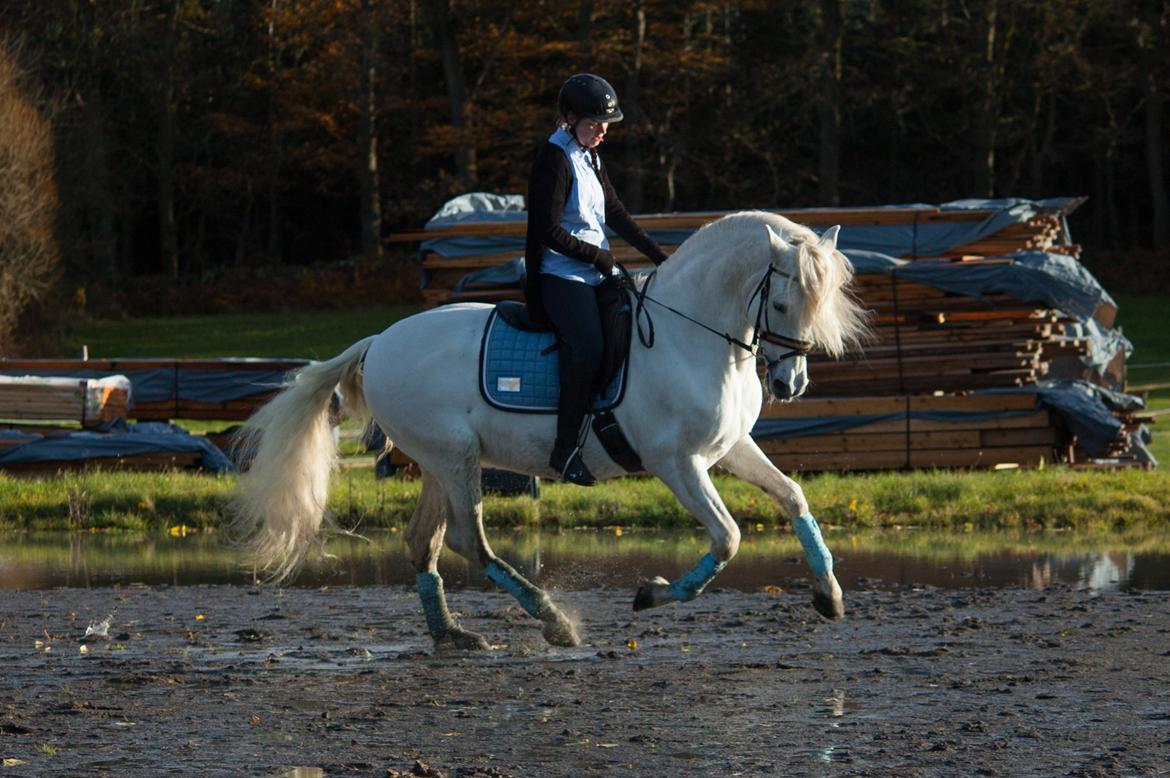 Pura Raza Española Brioso LXVII  billede 9