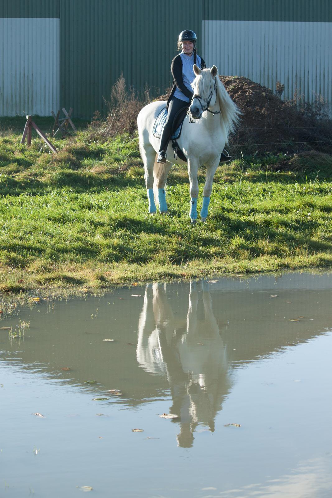 Pura Raza Española Brioso LXVII  billede 10